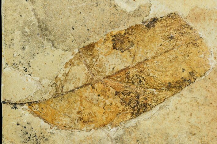 Fossil Allophylus Leaf - Green River Formation #109630